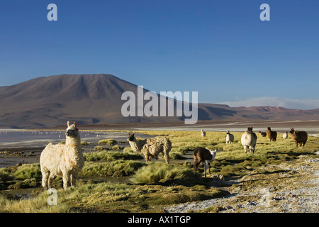 Les lamas (Lama glama) au lagoon Laguna Colorada, Altiplano, Bolivie, Amérique du Sud Banque D'Images
