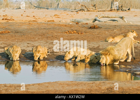 Les lions (Panthera leo) sont à un trinking waterhole, Savuti, parc national de Chobe, Botswana, Africa Banque D'Images