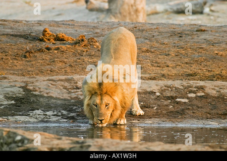 Male lion (Panthera leo) est un étang à trinking, Savuti, parc national de Chobe, Botswana, Africa Banque D'Images