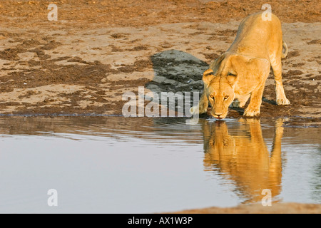 Lioness (Panthera leo) est un étang à trinking, Savuti, parc national de Chobe, Botswana, Africa Banque D'Images