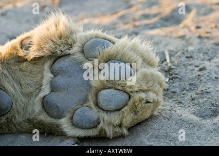 Patte de lion (Panthera leo), Savuti, Chobe National Park, Botswana, Africa Banque D'Images