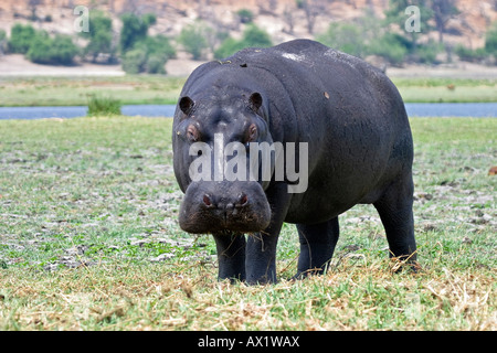 Ou l'Hippopotame Hippopotame (Hippopotamus amphibius) à la rivière Chobe, Chobe National Park, Botswana, Africa Banque D'Images