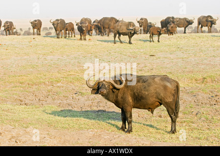 Les buffles africains ou le cap des buffles (syncerus caffer), Chobe National Park, Botswana, Africa Banque D'Images