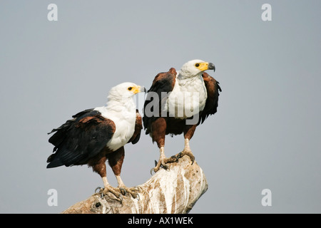 African Fish Eagle Haliaeetus vocifer (couple), rivière Chobe, Chobe National Park, Botswana, Africa Banque D'Images