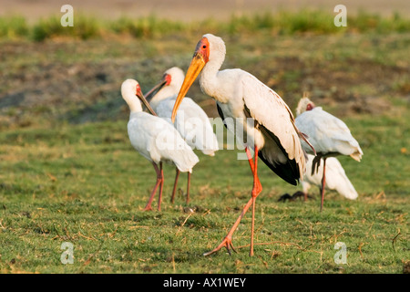 Yellow-billed Stork ou Yellowbilled Stork (Mycteria ibis) et d'Afrique (Platalea alba) Spatules Chobe National Park, Botswana, Banque D'Images