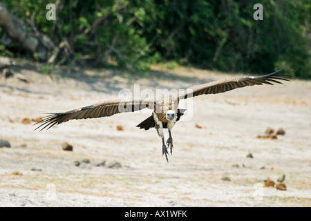 L'atterrissage Cape Griffon ou du Cap (Gyps coprotheres), rivière Chobe, Chobe National Park, Botswana, Africa Banque D'Images