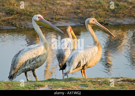 Le pélican blanc Pélican blanc ou de l'Est ou de grands pélicans blancs (Pelecanus onocrotalus), et la cigogne à bec jaune ou Yellowbill Banque D'Images