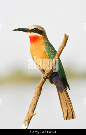 À façade blanche Guêpier (Merops bullockoides), le Zambèze ou rivière Zambèze, Namibie, Afrique Banque D'Images