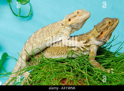 Le centre de dragons barbus (Pogona vitticeps), couple on plante verte Banque D'Images