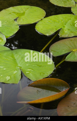 Les nénuphars (Nymphaea) dans un étang Banque D'Images