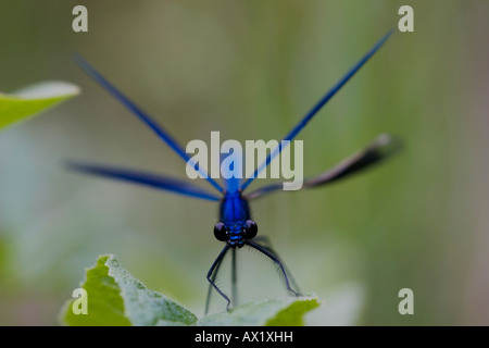 Belle Demoiselle damselfly (Calopteryx virgo), Donauauen, Ingolstadt, Bavière, Allemagne, Europe Banque D'Images