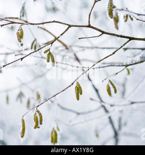 L'aulne (Alnus) rime avec Banque D'Images