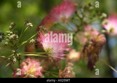 Arbre à soie persans ou Rose Siris (Albizia julibrissin), Crète, Grèce, Europe Banque D'Images