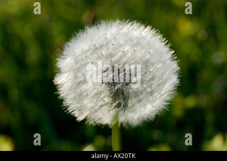 Le pissenlit (Taraxacum officinale) réveil Banque D'Images