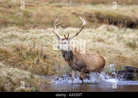 Pris dans Alladale Wilderness Reserve. Banque D'Images