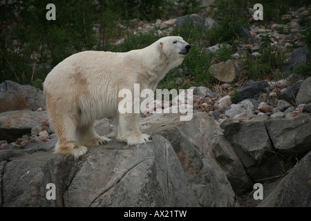 L'ours polaire (Ursus maritimus) sur les roches, zoo, Finlande Banque D'Images