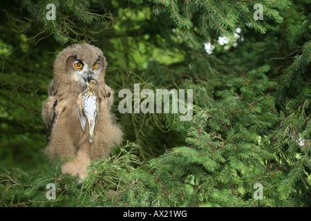 Grand juvénile owl (Bubo bubo), avec grive musicienne (Turdus philomelos) Banque D'Images
