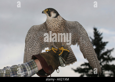 Le faucon pèlerin (Falco peregrinus) sur falconer's glove Banque D'Images