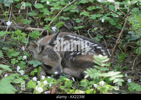 Le Chevreuil (Capreolus capreolus), faon couché en commun l'oxalide (Oxalis acetosella) Banque D'Images