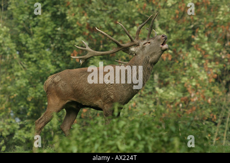 Red Deer (Cervus elaphus), stag belling, saison du rut, Autriche Banque D'Images