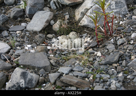 Ringed Plover (Charadrius hiaticula), d'œufs, Norvège du Nord, Norvège Banque D'Images