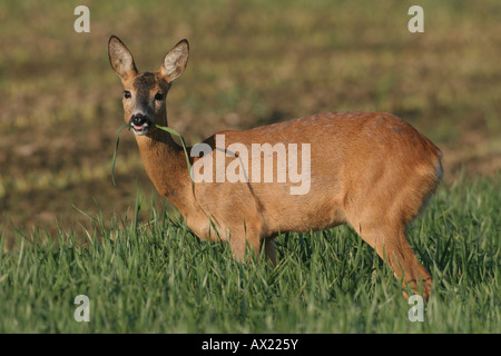 Le chevreuil (Capreolus capreolus), femme, dans le champ d'avoine (Avena fatua) Banque D'Images