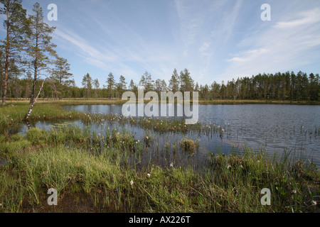 Lac avec Bog-bean ou Buckbean (Menyanthes trifoliata), la Suède, Europe Banque D'Images