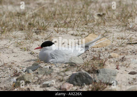 Sterne arctique (Sterna paradisaea), dans le nord de la Norvège, de l'Europe Banque D'Images