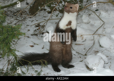 Hêtre- ou Pierre marten (Martes foina) dans la neige Banque D'Images