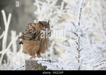 Grand Owl (Bubo bubo) pour lisser les plumes, l'hiver, le gel-forêt couverte Banque D'Images
