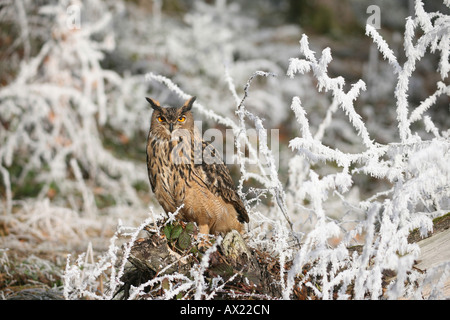 Grand Owl (Bubo bubo) dans la forêt couverte de givre Banque D'Images
