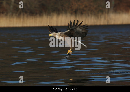 Pygargue à queue blanche ou la mer blanche (Haliaeetus albicilla) prendre son envol d'un lac avec un poisson dans ses serres Banque D'Images