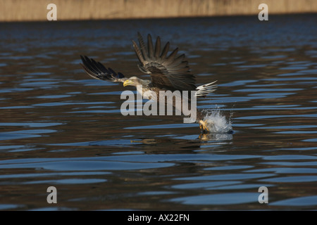 Pygargue à queue blanche ou la mer blanche (Haliaeetus albicilla) attraper le poisson de la surface de l'eau Banque D'Images
