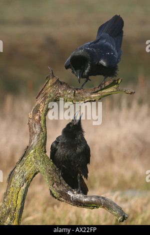 Du Nord ou commune les corbeaux (Corvus corax), le comportement d'accouplement Banque D'Images