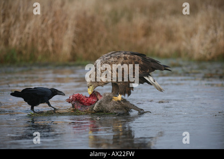 Pygargue à queue blanche ou la mer blanche (Haliaeetus albicilla) et Grand Corbeau (Corvus corax) perché sur une surface glacée, de l'alimentation sur de Banque D'Images