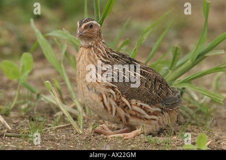 Caille Coturnix coturnix (commune) sur un champ moissonné Banque D'Images