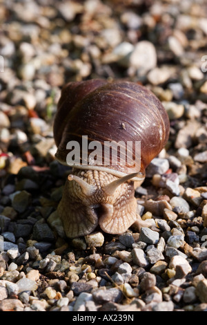 Copse (escargots Arianta arbustorum), Ingolstadt, Bavière, Allemagne, Europe Banque D'Images