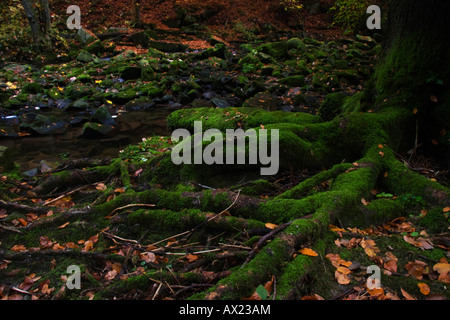 Les racines des arbres couverts de mousse, Waldkirchen, Bayrischer Wald (forêt de Bavière), Bavaria, Germany, Europe Banque D'Images