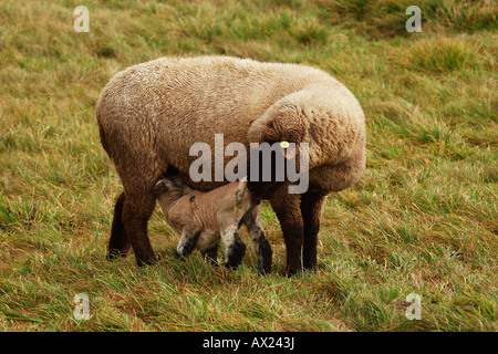 Croix de moutons élevage d'une tête noire et un Merino Banque D'Images