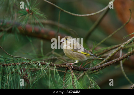 Verdier d'Europe (Carduelis chloris) Banque D'Images