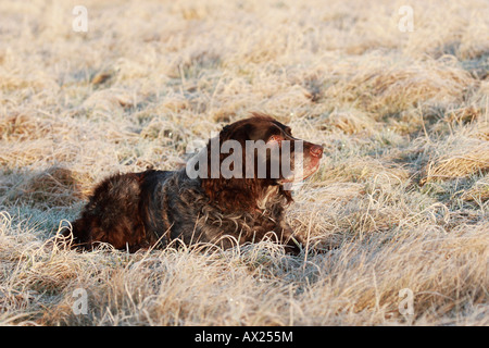 Épagneul allemand (Deutscher Wachtelhund), chien de chasse Banque D'Images