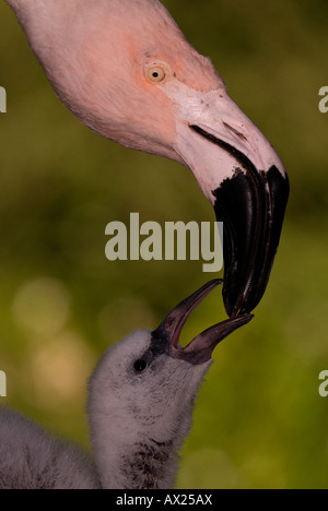 Flamant du Chili (Phoenicopterus chilensis) nourrir son poussin, Luisenpark, Mannheim, Bade-Wurtemberg, Allemagne, Europe Banque D'Images