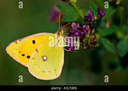 Papillon jaune assombrie (Colias croceus) perché sur une fleur, Porec, Istrie, Croatie, Europe Banque D'Images