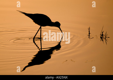 Black-winged Stilt (Himantopus himantopus) à la recherche de nourriture dans la lumière du matin, Illmitz, Burgenland, Autriche, Europe Banque D'Images