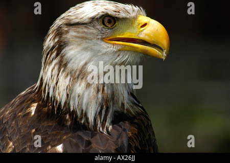 Aigle ravisseur Aquila rapax Banque D'Images