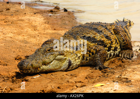Crocodile du Nil, Crocodylus niloticus, les crocodiles sacrés de Bazoulé, Burkina Faso Banque D'Images
