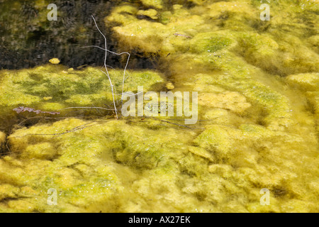 Algues et grenouille dans la fontaine Minoenne, Delos, Grèce, Europe Banque D'Images