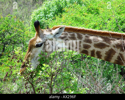 Close up of wild girafe manger en Afrique du Sud Natal Banque D'Images