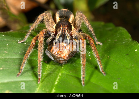 Araignées tropicales (famille des Ctenidae) Banque D'Images