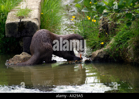 Loutre mâle la consommation de poisson sur les bords de la rivière Banque D'Images